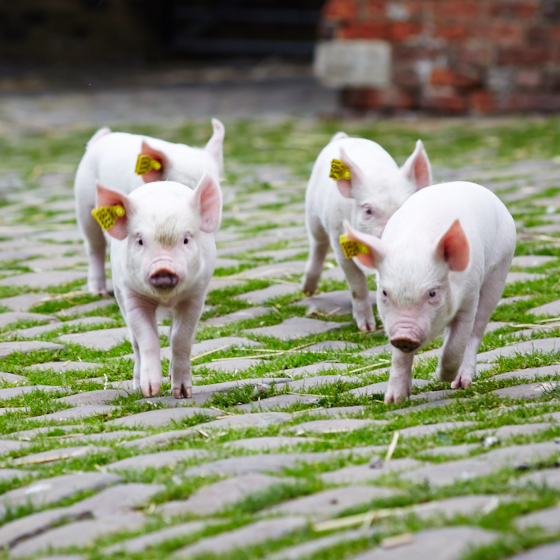 4 piglets running along the cobbles at Home Farm