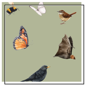 graphic of wildlife illustrations