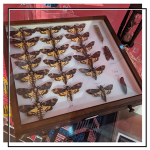 glass case of death's head hawk moths in a museum display