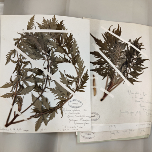 Herbarium sheets from the collection