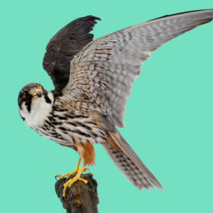peregrine falcon