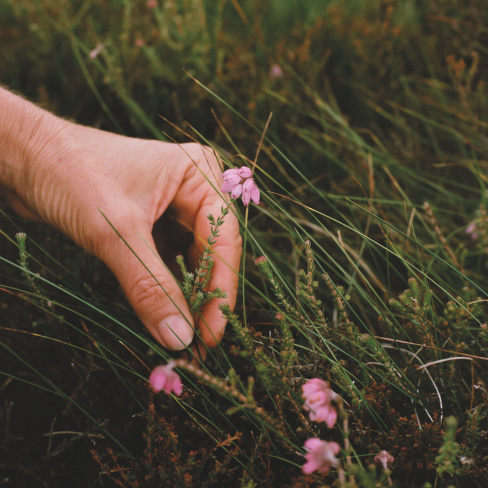 a person's hand picking a pink flower from a bog