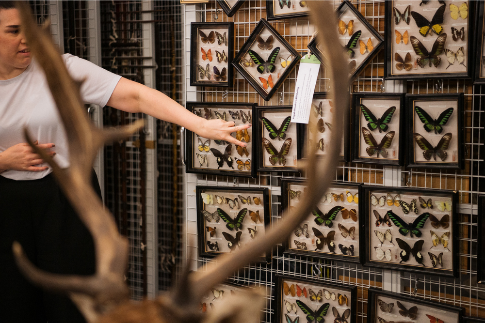 a curator showing visitors display frames of exotic butterflies, with a pair of antlers from a taxidermy deer head in the foreground