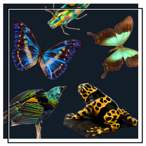 luminescent insects, frog and bird
