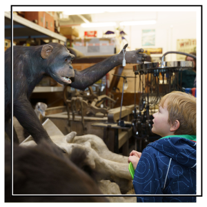a boy looking at a taxidermy ape in the leeds discovery centre collection store