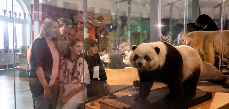 A young girl looks at a museum exhibition