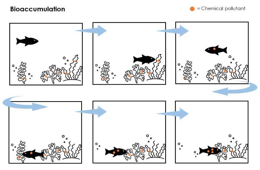 Comic strip showing how bioaccumulation works