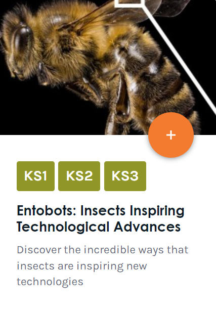 Close up photograph of a bee