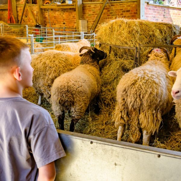 A boy looking at a flock of sheep at Home Farm
