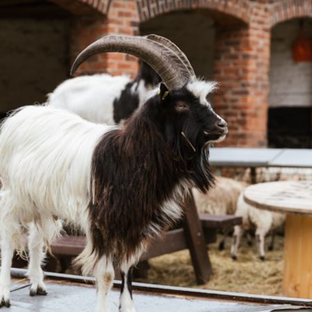 A goat at Home Farm, Temple Newsam