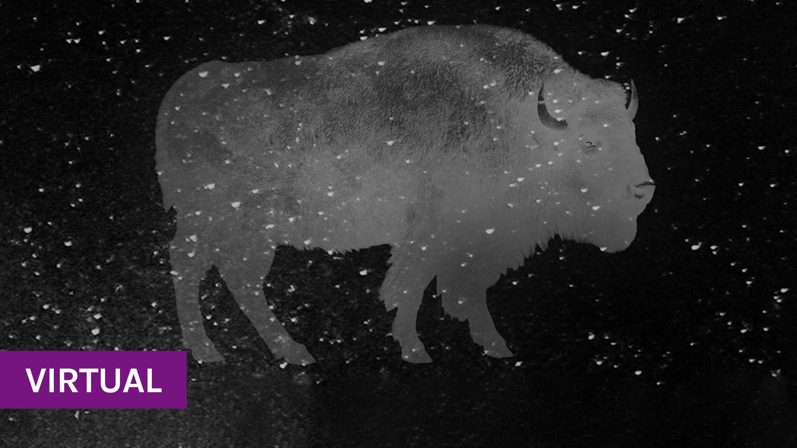 An illustration of a grey buffalo in the night sky