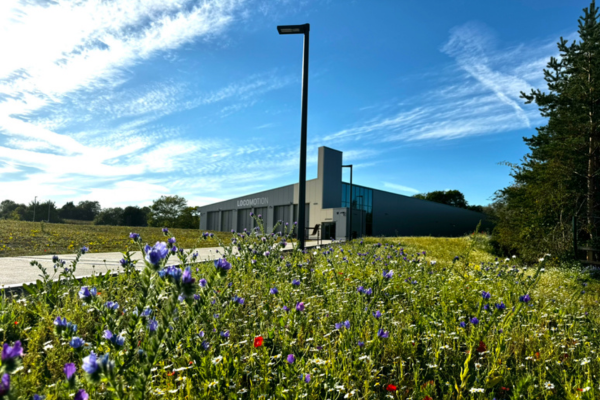 A garden featuring purple flowers with a museum building in the background against a bright blue sky with some clouds