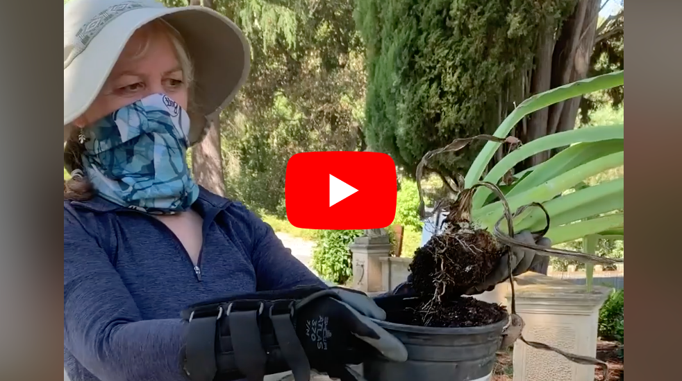 Gardening with Ann