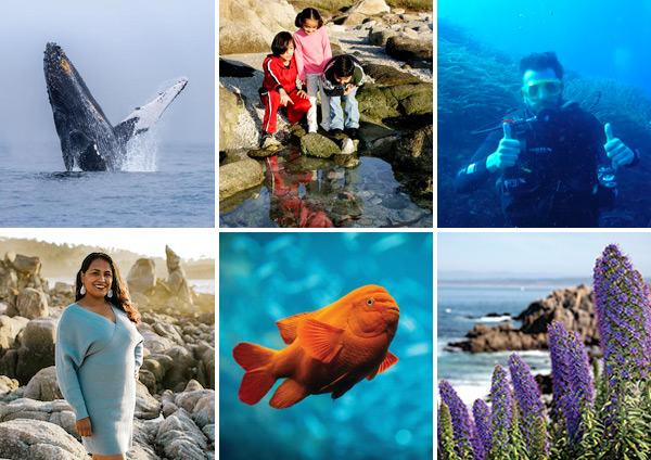 A collage of photos. Clockwise from left to right: a breaching whale, a family exploring a tidepool, a diver giving a thumbs up underwater, Mariana Del Valle Prieto Cervantes standing by the ocean, a garibaldi in the Kelp Forest exhibit, purple flowers overlooking the bay.