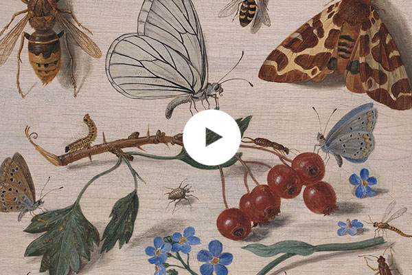 Detail from Jan van Kessel the Elder, 'Insects with Common Hawthorn and Forget-Me-Not', 1654 © The National Gallery, London