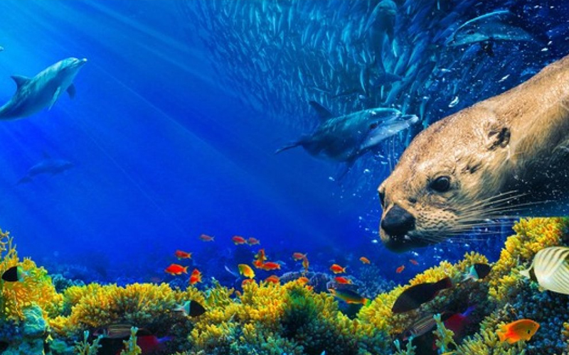 Image from Our Blue Planet showing an otter and some dolphins