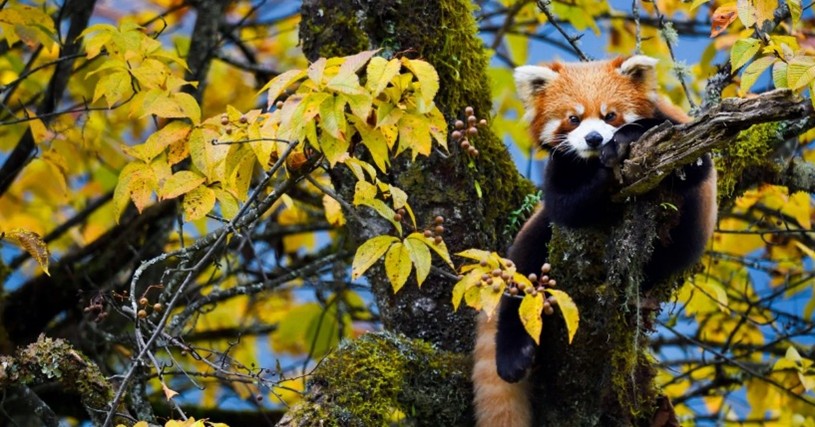 Wild Asia