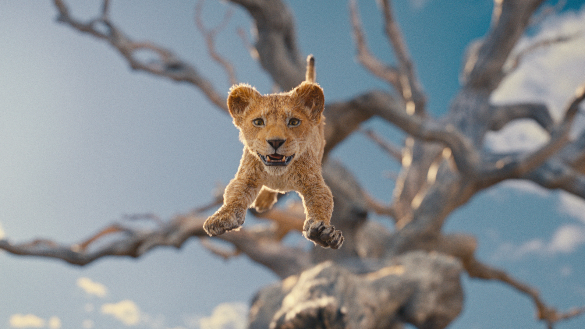 A young lion cub leaps from a tree.