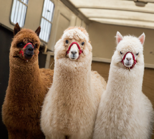 Three alpacas, one brown and two white, stand in a horse box looking directly at the camera.
