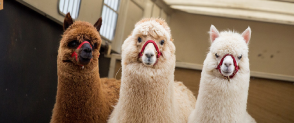 Three alpacas stare directly at the camera, one brown and two cream coloured. 