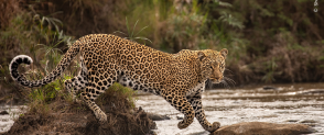 A leopard moves across a river via stones. 