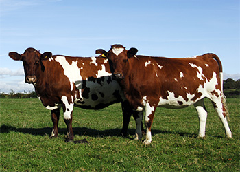 Two brown and white cows standing in a green field under a blue sky