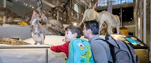 An adult and a child looking at an exhibition at the National Museum of Scotland. 