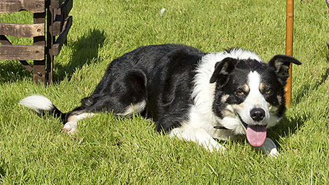 A black and white sheepdog lying down on the grass with its tongue out.