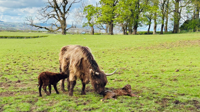 A brown highland cow nudges its newborn calf with its nose, while its other newborn calf drinks milk.
