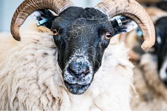 Two rams facing forwards at the National Museum of Rural Life.