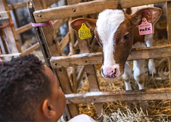 A young boy interacts with a calf at the National Museum of Flight.