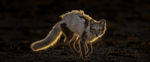 A arctic fox runs in the photo 