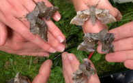 Three pairs of hands hold a selection of brown moths. 