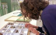 A curator examines a collection of insects displayed on a table.  