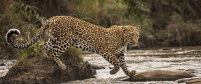 A leopard prowls across a river.