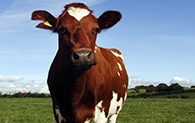 A white and brown cow looks directly at the camera