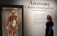 A woman looking at a model in the Anatomy exhibition