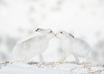 Two hares touching noses, © Andy Parkinson