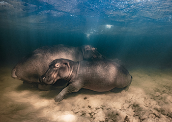 A hippopotamus and her two offspring resting in a shallow clear-water lake, © Mike Korostelev