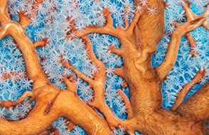 Ghost gobies swim within the branches of a sea fan in a healthy coral reef, © Alex Mustard
