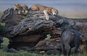 A lion defends its cubs from a buffalo, © Olivier Gonnet