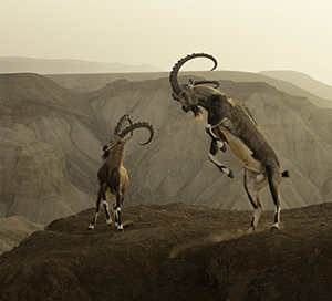 Two Nubian ibex fight on a clifftop, © Amit Eshel