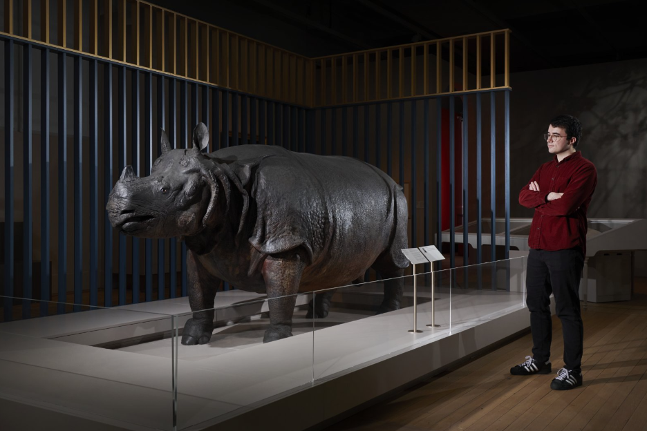 A rhinoceros, preserved, stands facing mostly toward the camera on a white platform. A man on the right of the image, wearing a dark red hoodie and dark jeans, watches the rhinoceros contemplatively. The rhinoceros belonged to Louis XV until its death in 1793 and was preserved. It is now on loan to the Science Musem for the Versailles: Science and Splendour exhibition.