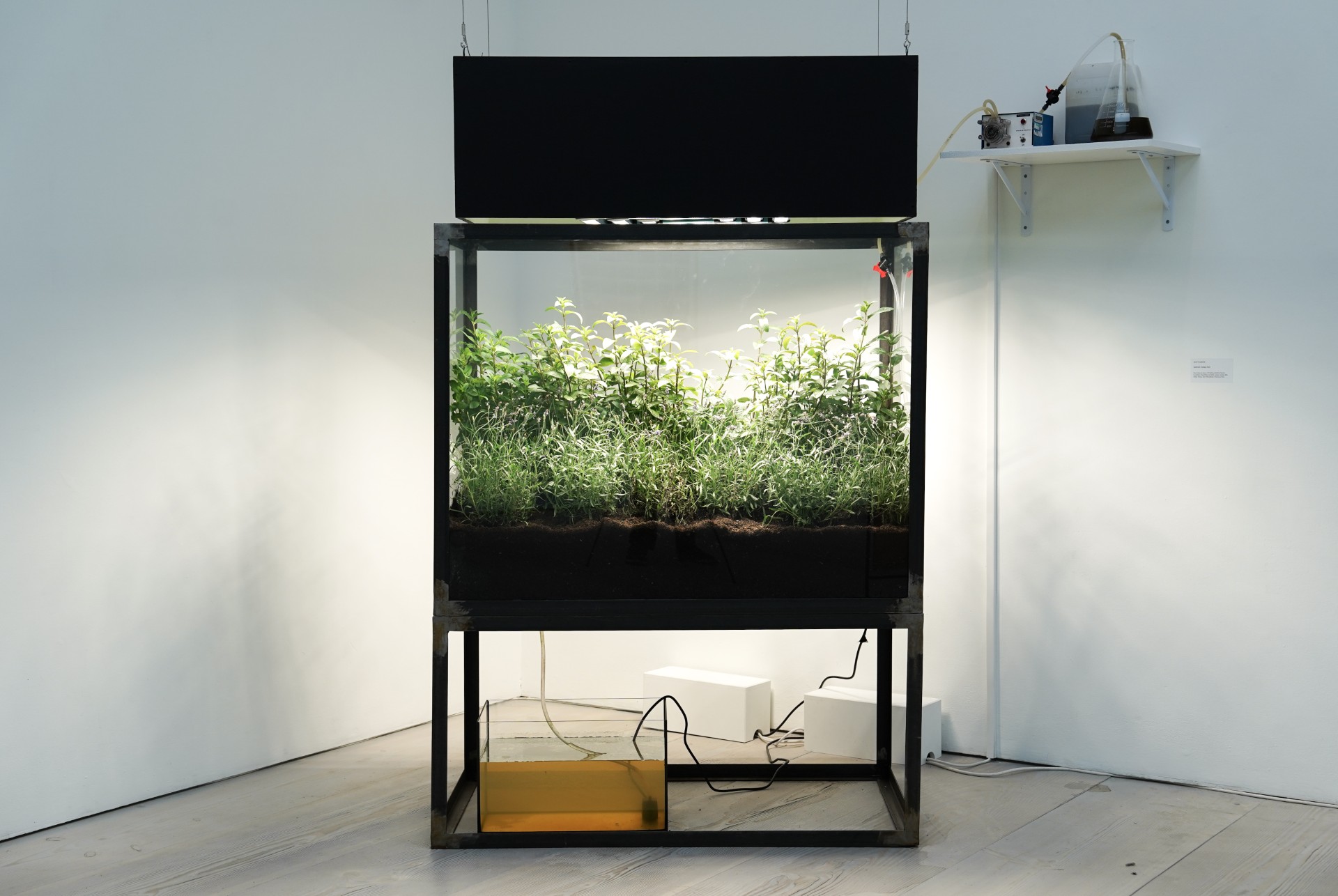 Image of a terrarium lit up in the corner of a room, with white walls behind.