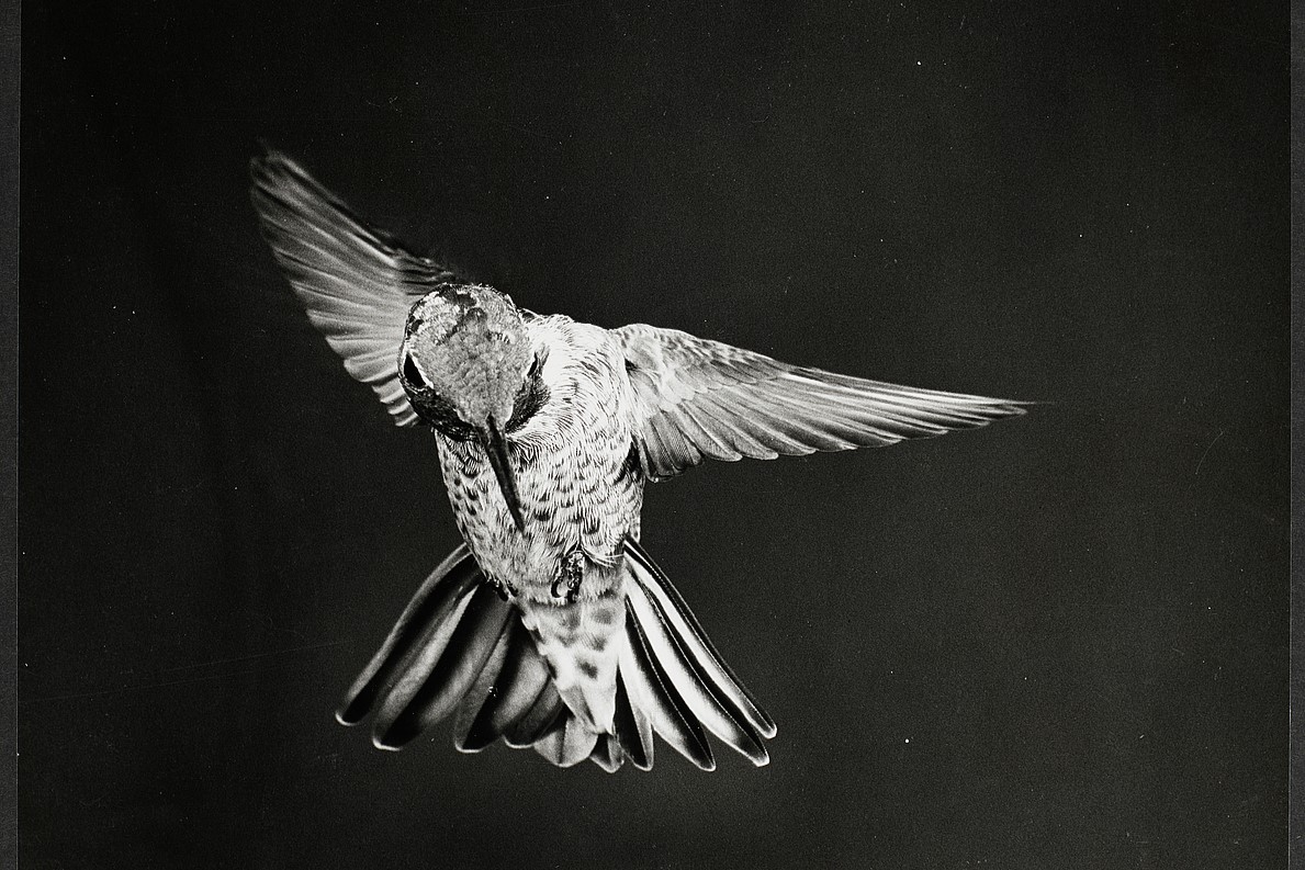 Black and white image of a bird mid-flight, wings outstretched.