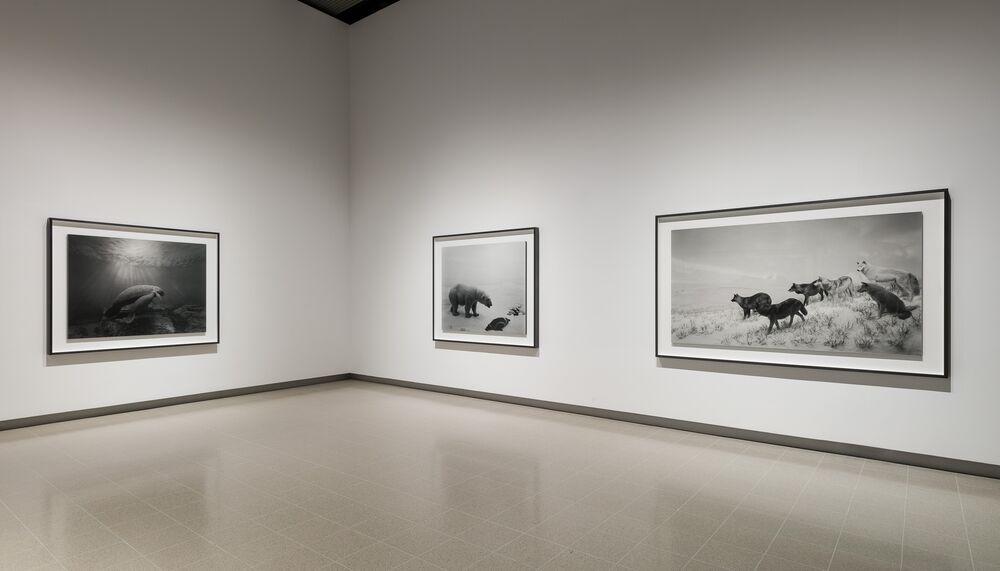 Three black and white photographs of Hiroshi Sugimoto's Dioramas series