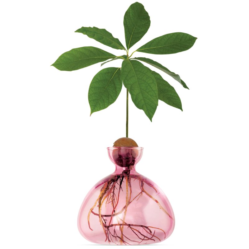 A transparent, pinkish vase with an avocado plant growing out of it