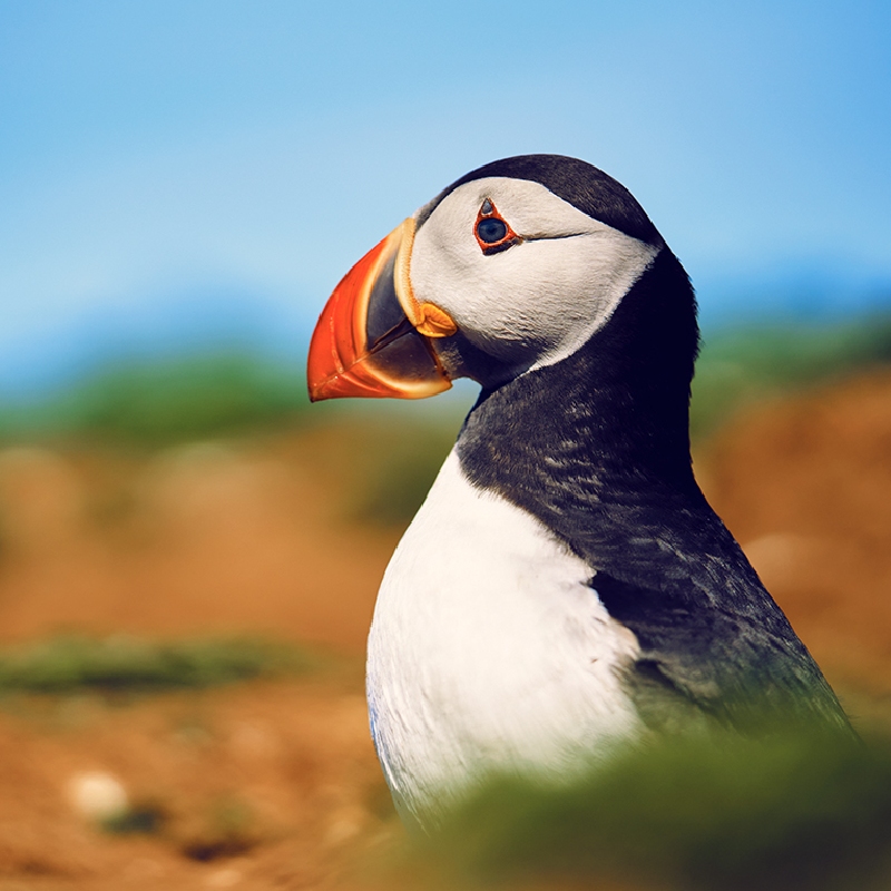 A puffin