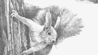Pencil drawing of a squirrel clinging to a tree.