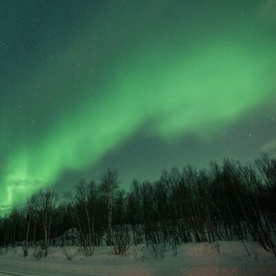 Aurora Borealis above a snowy forest plain